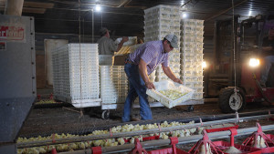 Chicken farmers place new chicks in chicken house.