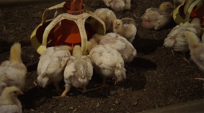 How Todays Chickens Are Bigger Through Chicken Breeding