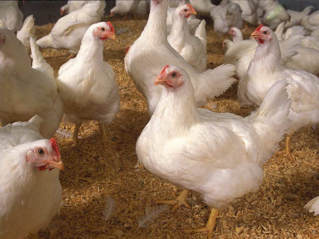 3 Reasons Why Antibiotics Are Given to Chickens