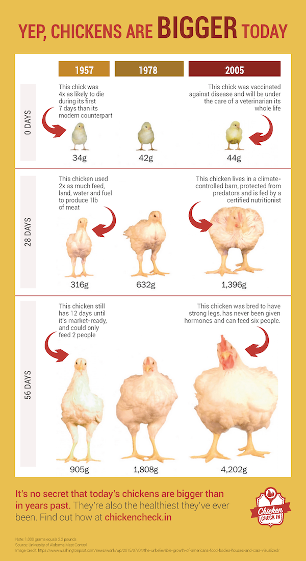 What you need to know about that giant chicken you saw online this week