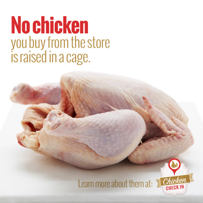 what-does-cage-free-mean-is-cage-free-chicken-better